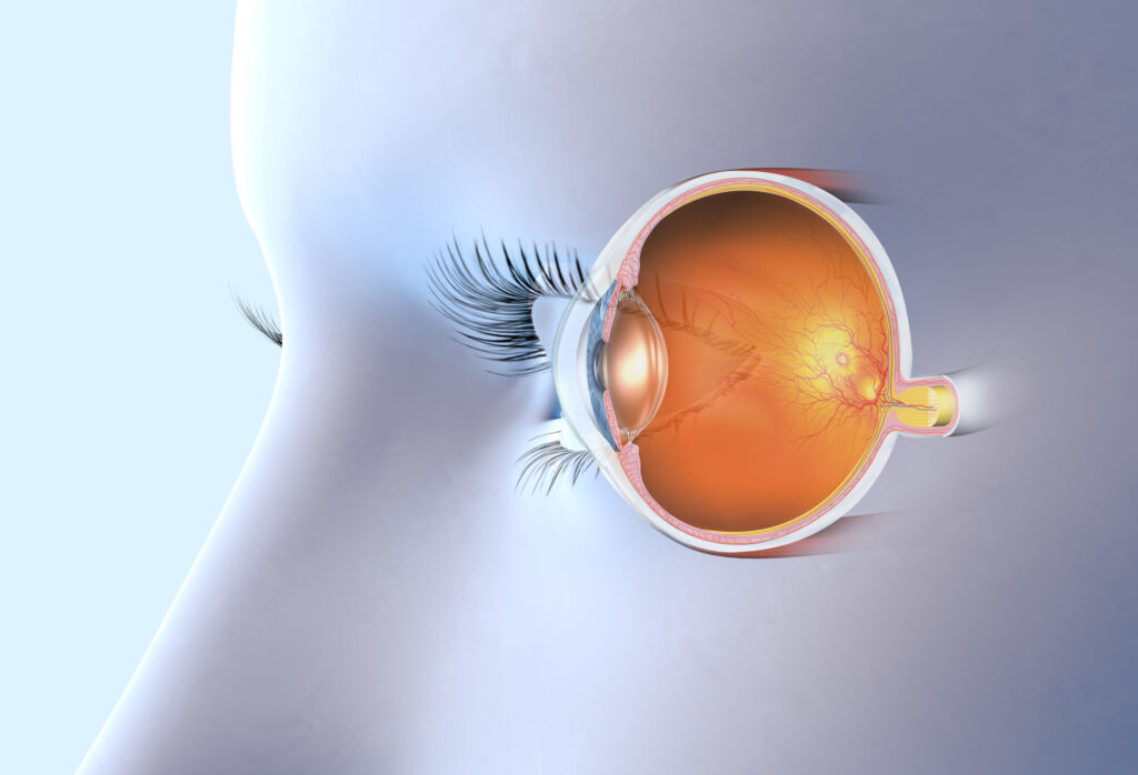 Canal de Schlemm: Función y relación con el glaucoma