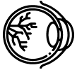 vitreo